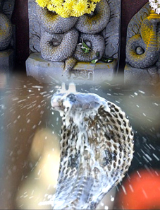 24 जुलाई -2011, नाग पंचमी पर्व महत्व nagpanchami festival