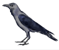 Crow Woman