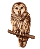 Panchpakshi Owl
