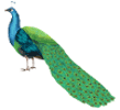 Panchpakshi Peacock