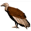 vulture panchpakshi