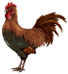 Panchpakshi Rooster