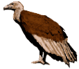 Panchpakshi Vulture