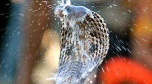 nag_panchami_katha