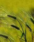 sankranti 16 december 2024